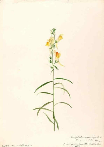 Reproducción/Reproduction 48789239271: [Water-color sketches of plants of North America and Europe]. . 