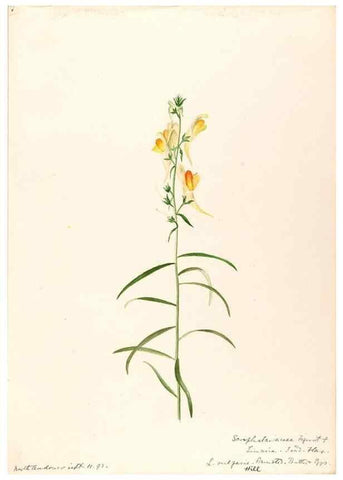 Reproducción/Reproduction 48789386557: [Water-color sketches of plants of North America and Europe]. . 