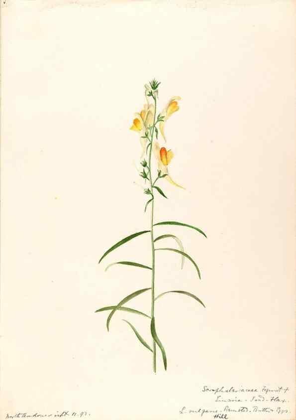 Reproducción/Reproduction 48789386557: [Water-color sketches of plants of North America and Europe]. . 