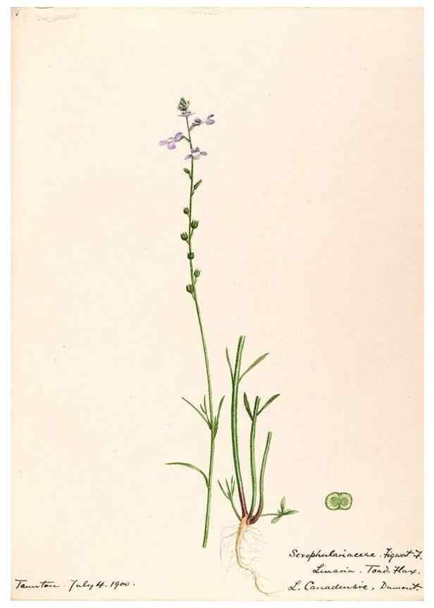 Reproducción/Reproduction 48789239866: [Water-color sketches of plants of North America and Europe]. . 