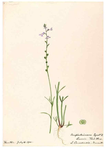Reproducción/Reproduction 48789239866: [Water-color sketches of plants of North America and Europe]. . 
