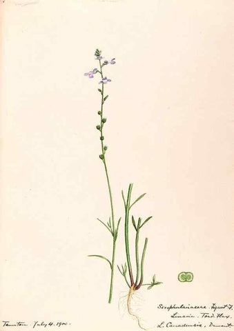 Reproducción/Reproduction 48789239866: [Water-color sketches of plants of North America and Europe]. . 