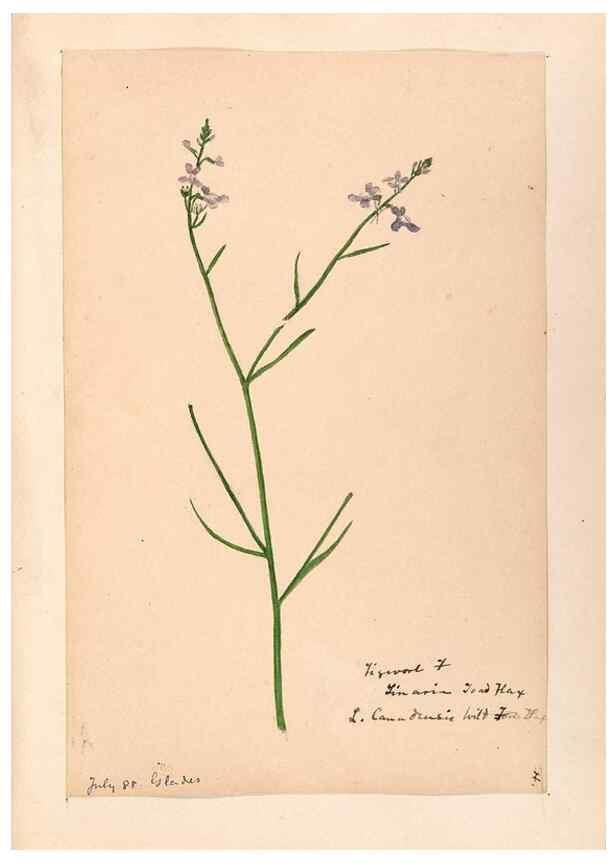 Reproducción/Reproduction 48789387362: [Water-color sketches of plants of North America and Europe]. . 