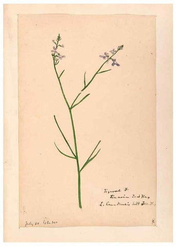 Reproducción/Reproduction 48789387362: [Water-color sketches of plants of North America and Europe]. . 