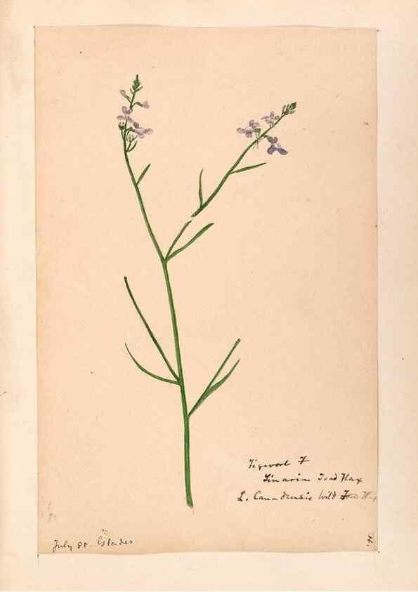 Reproducción/Reproduction 48789387362: [Water-color sketches of plants of North America and Europe]. . 