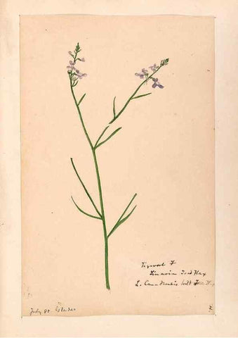 Reproducción/Reproduction 48789387362: [Water-color sketches of plants of North America and Europe]. . 