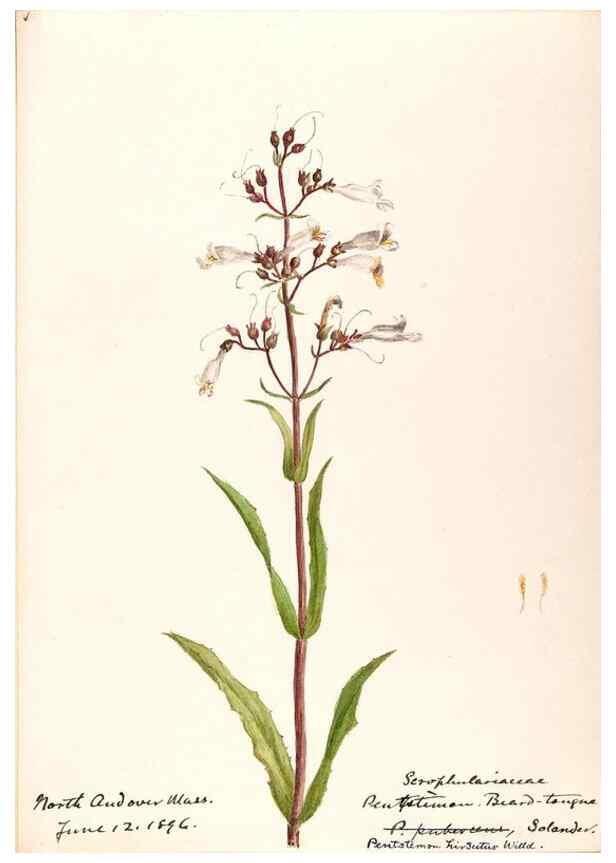 Reproducción/Reproduction 48788878293: [Water-color sketches of plants of North America and Europe]. . 