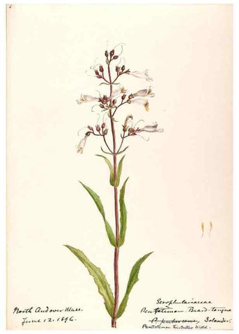 Reproducción/Reproduction 48788878293: [Water-color sketches of plants of North America and Europe]. . 