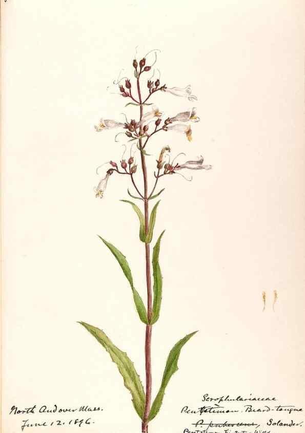 Reproducción/Reproduction 48788878293: [Water-color sketches of plants of North America and Europe]. . 