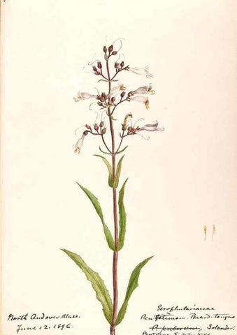Reproducción/Reproduction 48788878293: [Water-color sketches of plants of North America and Europe]. . 