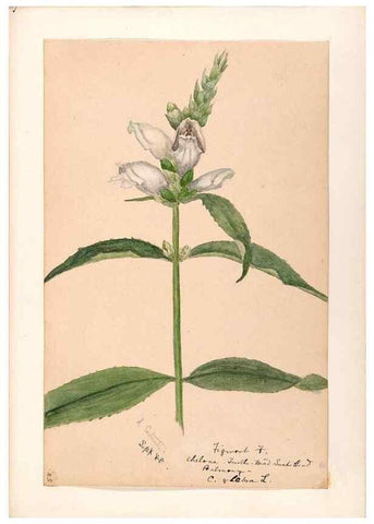 Reproducción/Reproduction 48789388132: [Water-color sketches of plants of North America and Europe]. . 