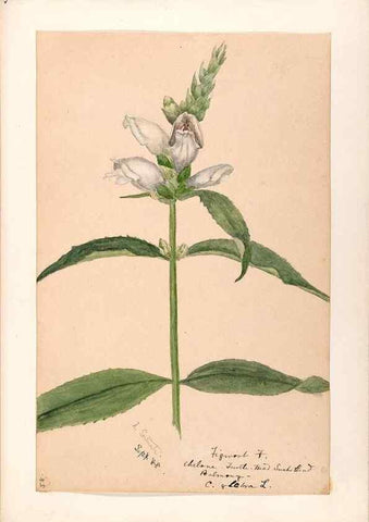 Reproducción/Reproduction 48789388132: [Water-color sketches of plants of North America and Europe]. . 
