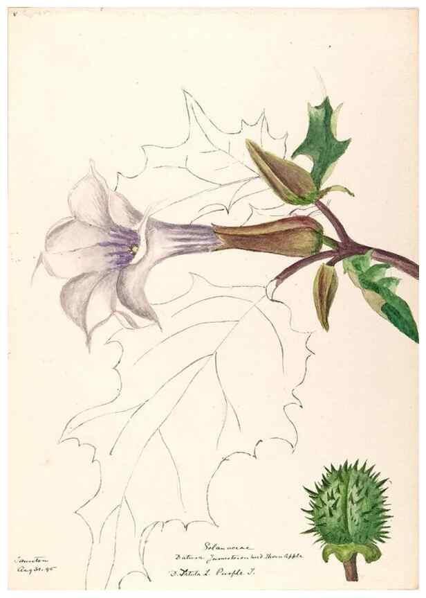 Reproducción/Reproduction 48788875828: [Water-color sketches of plants of North America and Europe]. . 