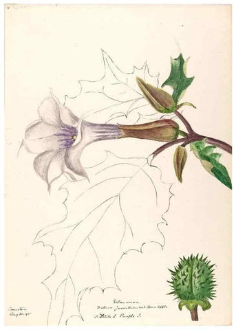 Reproducción/Reproduction 48788875828: [Water-color sketches of plants of North America and Europe]. . 