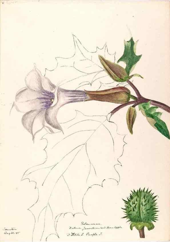 Reproducción/Reproduction 48788875828: [Water-color sketches of plants of North America and Europe]. . 