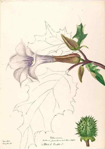 Reproducción/Reproduction 48788875828: [Water-color sketches of plants of North America and Europe]. . 