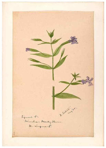 Reproducción/Reproduction 48788879078: [Water-color sketches of plants of North America and Europe]. . 