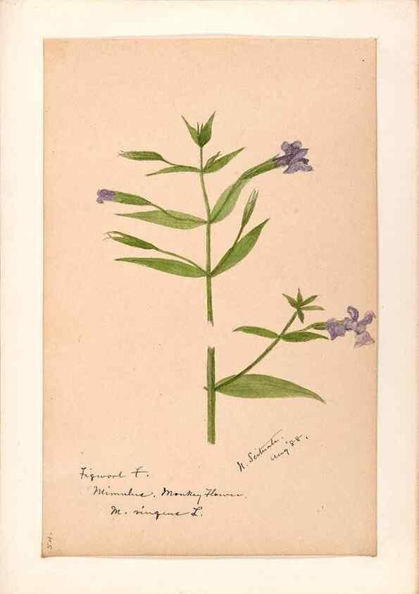 Reproducción/Reproduction 48788879078: [Water-color sketches of plants of North America and Europe]. . 