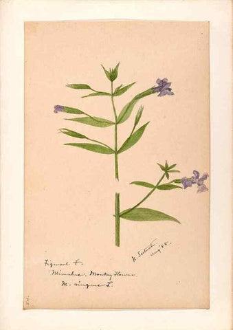 Reproducción/Reproduction 48788879078: [Water-color sketches of plants of North America and Europe]. . 