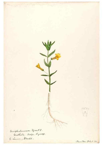 Reproducción/Reproduction 48788879828: [Water-color sketches of plants of North America and Europe]. . 