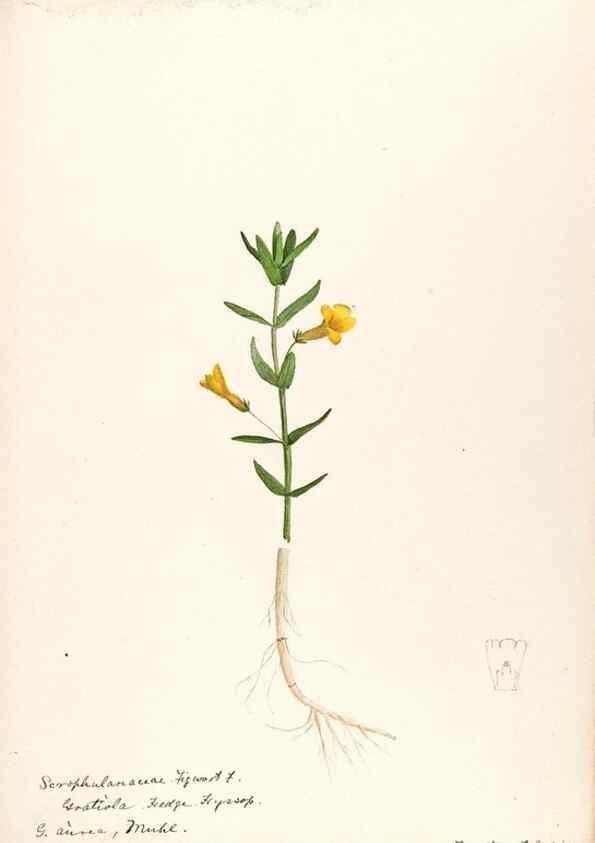 Reproducción/Reproduction 48788879828: [Water-color sketches of plants of North America and Europe]. . 