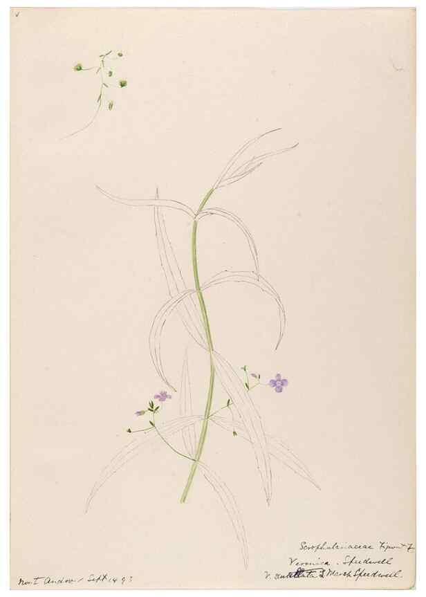 Reproducción/Reproduction 48789389602: [Water-color sketches of plants of North America and Europe]. . 