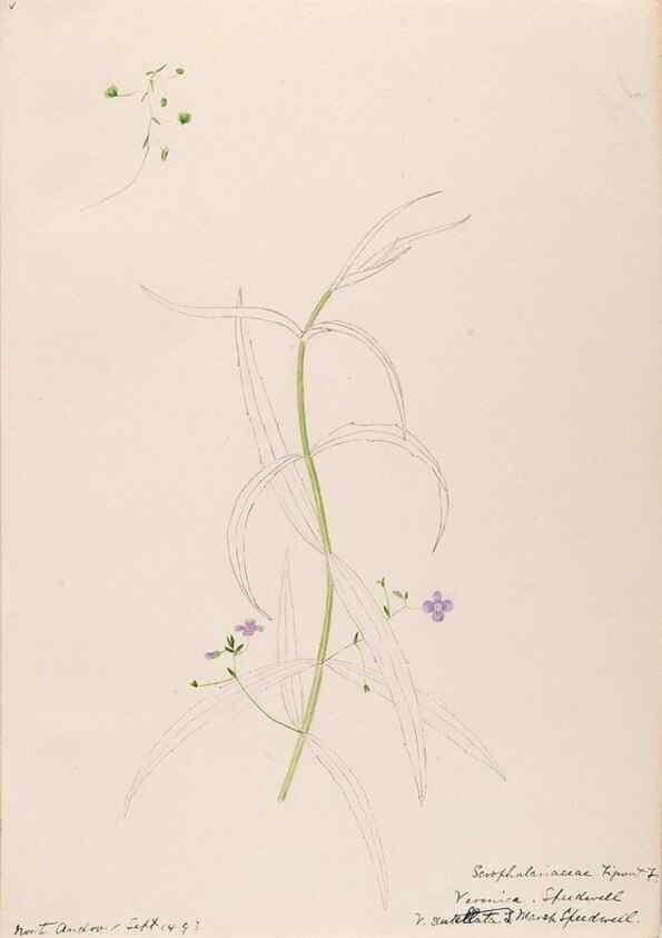 Reproducción/Reproduction 48789389602: [Water-color sketches of plants of North America and Europe]. . 