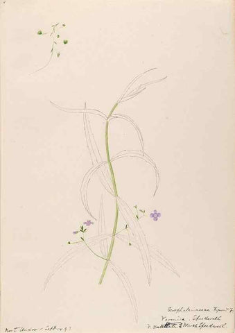 Reproducción/Reproduction 48789389602: [Water-color sketches of plants of North America and Europe]. . 