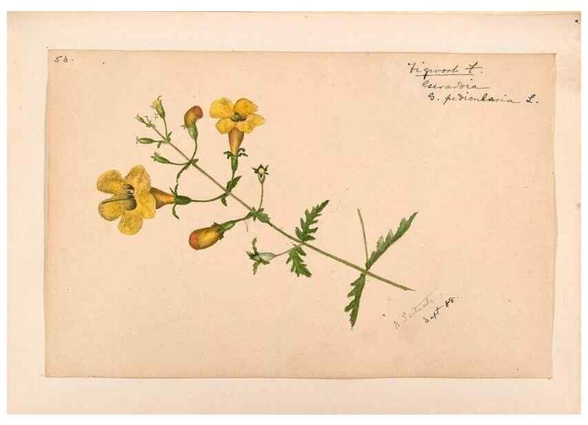 Reproducción/Reproduction 48789390052: [Water-color sketches of plants of North America and Europe]. . 