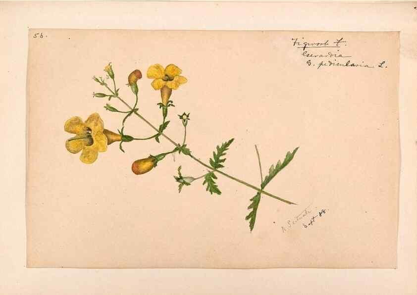 Reproducción/Reproduction 48789390052: [Water-color sketches of plants of North America and Europe]. . 