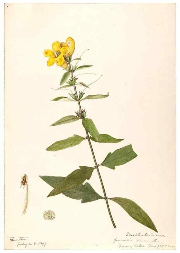 Reproducción/Reproduction 48788881068: [Water-color sketches of plants of North America and Europe]. . 