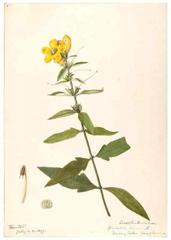 Reproducción/Reproduction 48788881068: [Water-color sketches of plants of North America and Europe]. . 