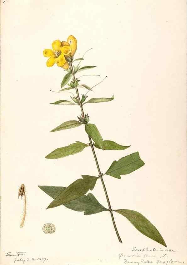 Reproducción/Reproduction 48788881068: [Water-color sketches of plants of North America and Europe]. . 