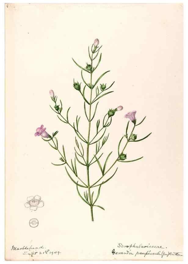 Reproducción/Reproduction 48789390862: [Water-color sketches of plants of North America and Europe]. . 