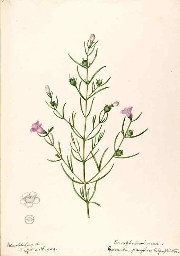Reproducción/Reproduction 48789390862: [Water-color sketches of plants of North America and Europe]. . 