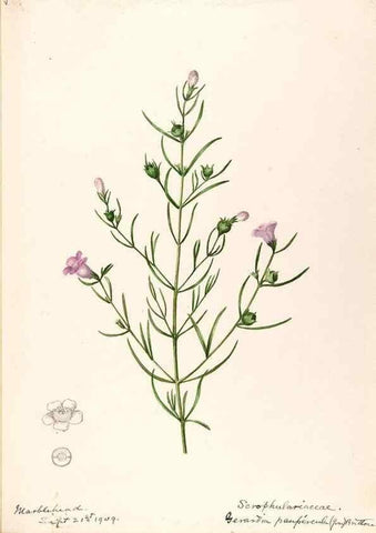 Reproducción/Reproduction 48789390862: [Water-color sketches of plants of North America and Europe]. . 
