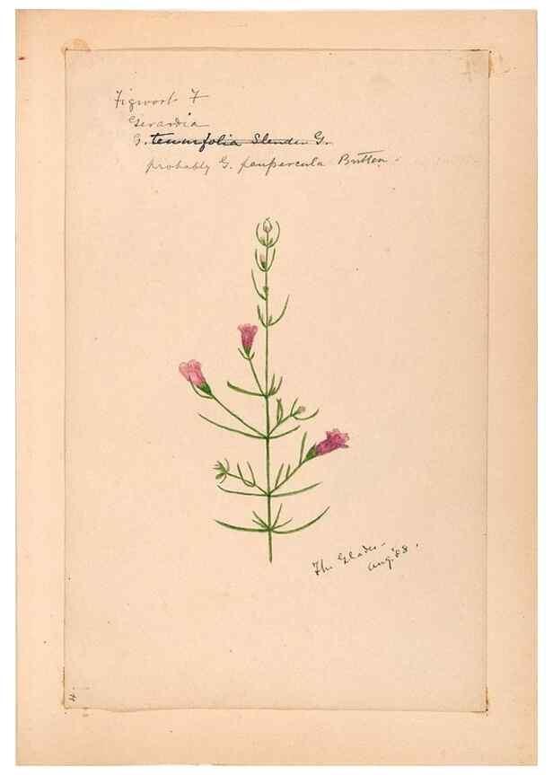 Reproducción/Reproduction 48788881973: [Water-color sketches of plants of North America and Europe]. . 