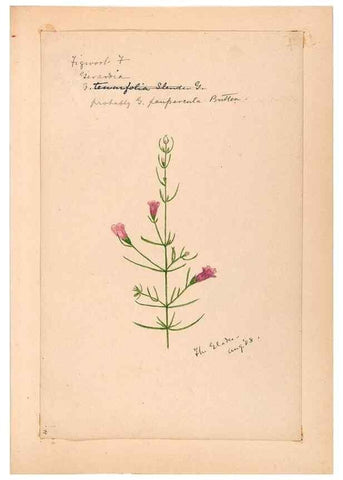 Reproducción/Reproduction 48788881973: [Water-color sketches of plants of North America and Europe]. . 