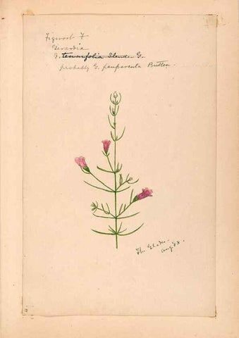 Reproducción/Reproduction 48788881973: [Water-color sketches of plants of North America and Europe]. . 