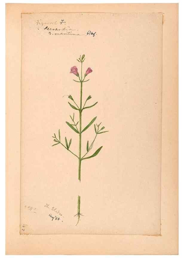 Reproducción/Reproduction 48789244741: [Water-color sketches of plants of North America and Europe]. . 