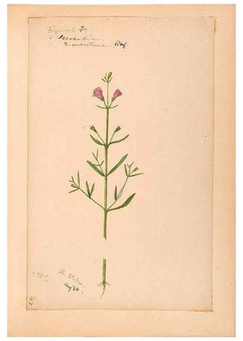 Reproducción/Reproduction 48789244741: [Water-color sketches of plants of North America and Europe]. . 