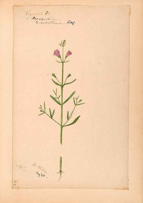 Reproducción/Reproduction 48789244741: [Water-color sketches of plants of North America and Europe]. . 