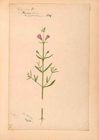 Reproducción/Reproduction 48789244741: [Water-color sketches of plants of North America and Europe]. . 