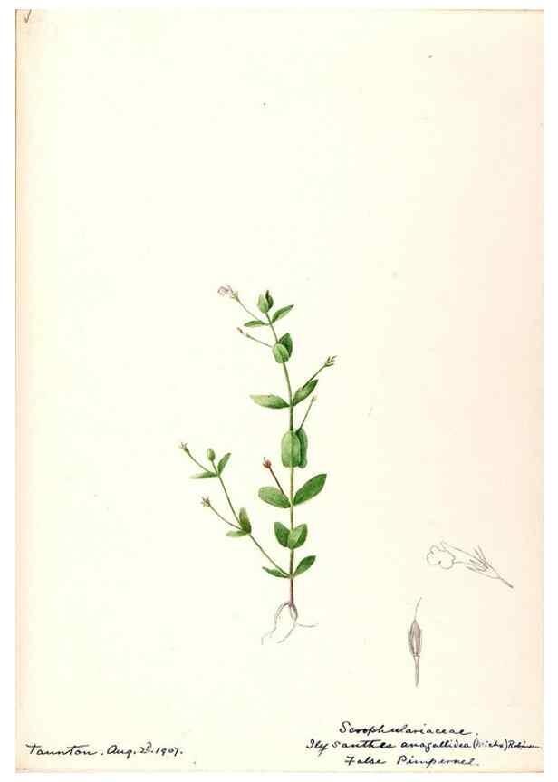 Reproducción/Reproduction 48789241931: [Water-color sketches of plants of North America and Europe]. . 