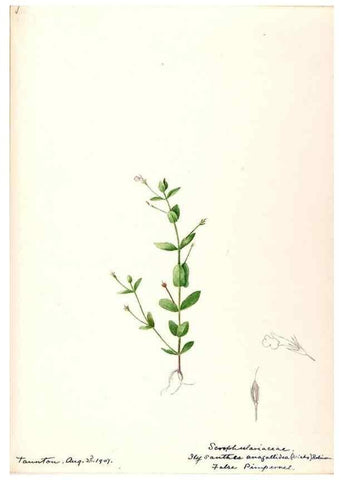 Reproducción/Reproduction 48789241931: [Water-color sketches of plants of North America and Europe]. . 