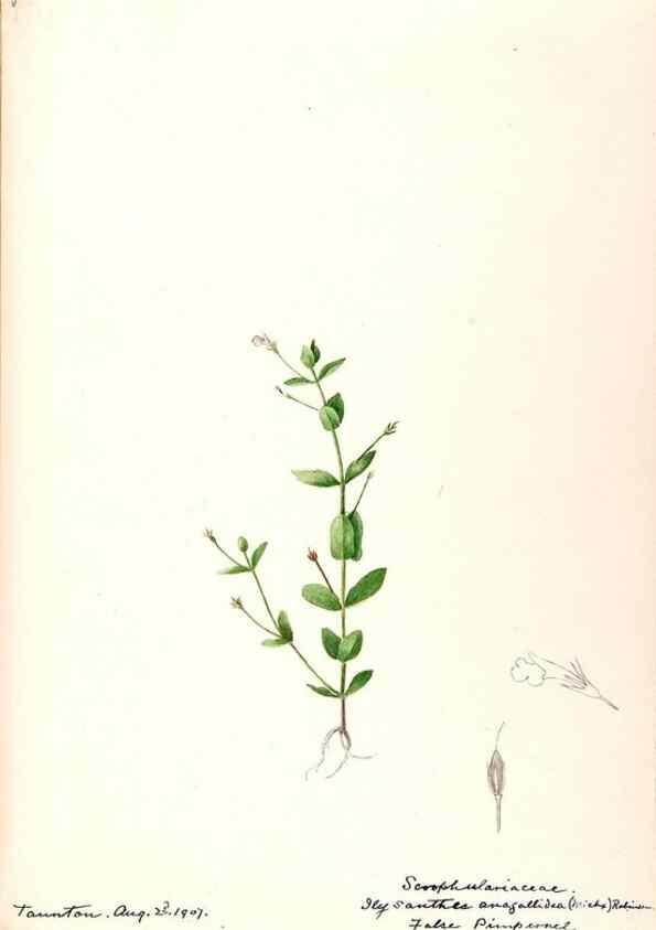 Reproducción/Reproduction 48789241931: [Water-color sketches of plants of North America and Europe]. . 
