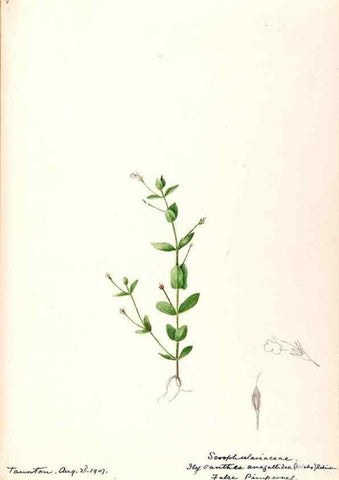 Reproducción/Reproduction 48789241931: [Water-color sketches of plants of North America and Europe]. . 