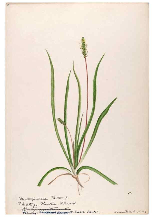 Reproducción/Reproduction 48789430132: [Water-color sketches of plants of North America and Europe]. . 