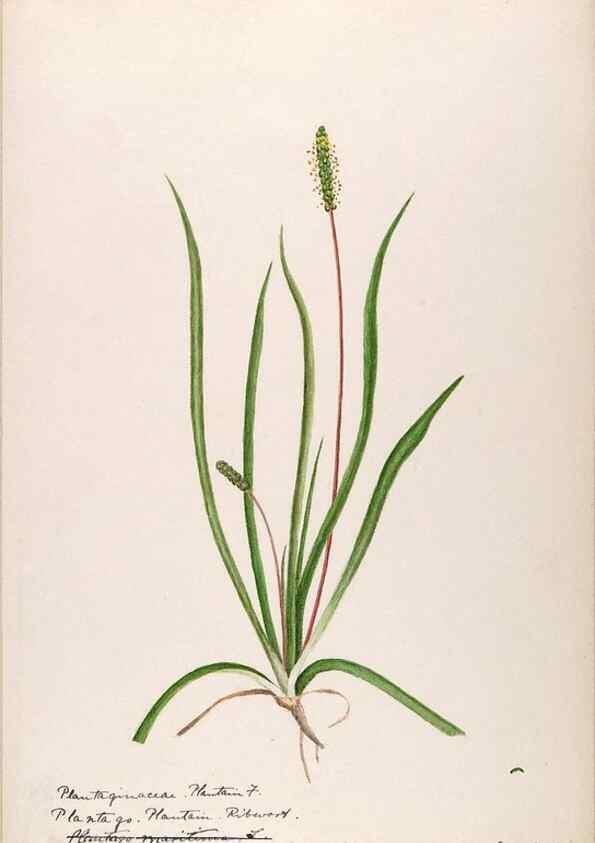 Reproducción/Reproduction 48789430132: [Water-color sketches of plants of North America and Europe]. . 