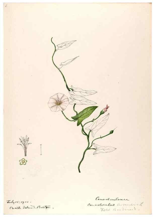 Reproducción/Reproduction 48789371547: [Water-color sketches of plants of North America and Europe]. . 